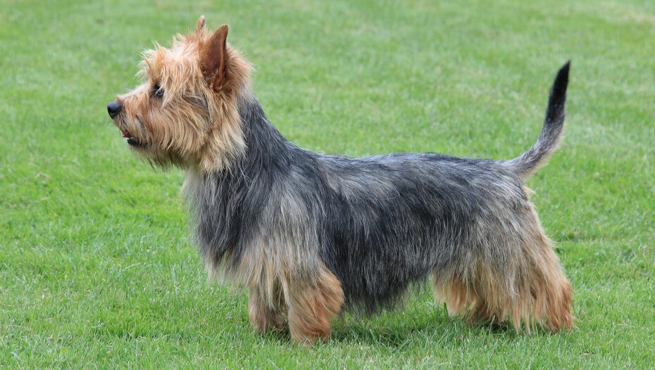 Australian Terrier 