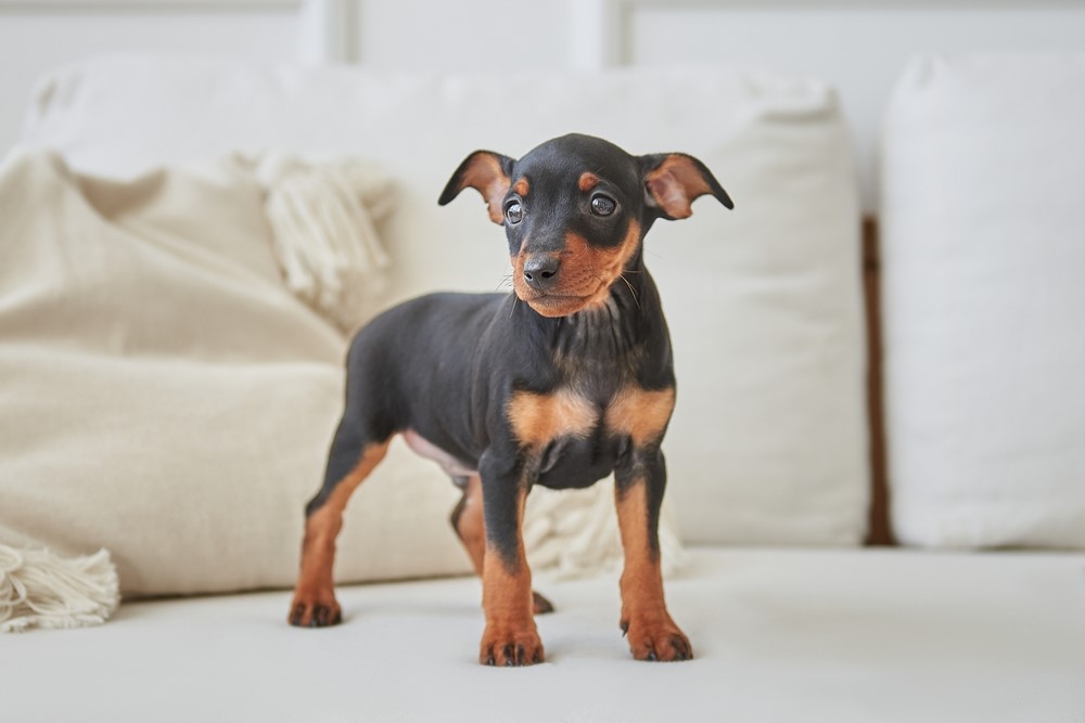 Miniature Pinscher 