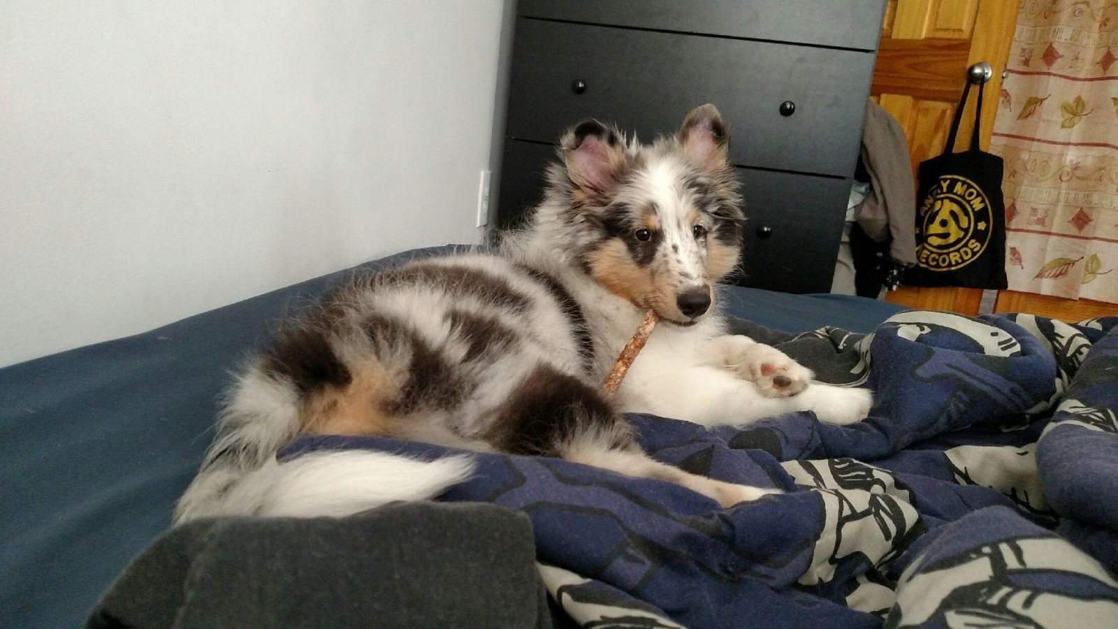 Shetland Sheepdog 