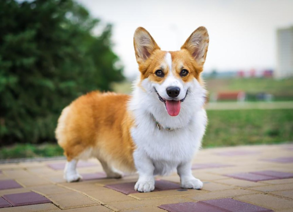 Pembroke Welsh Corgi 