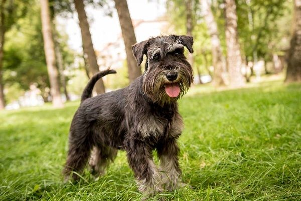 Miniature Schnauzer 