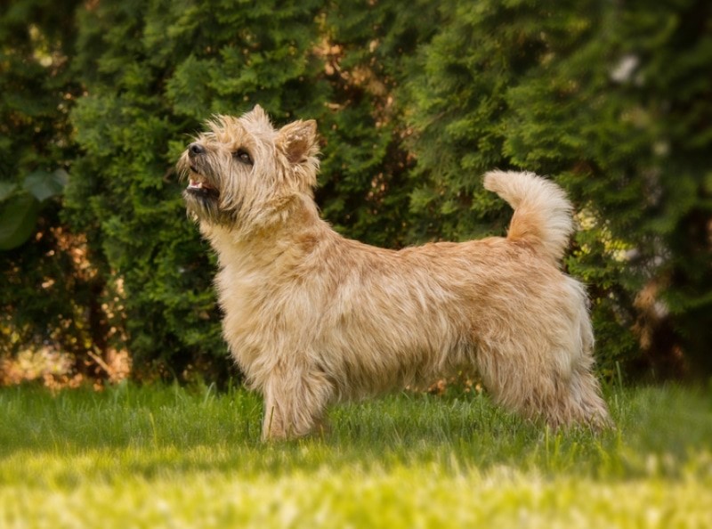 Cairn Terrier 