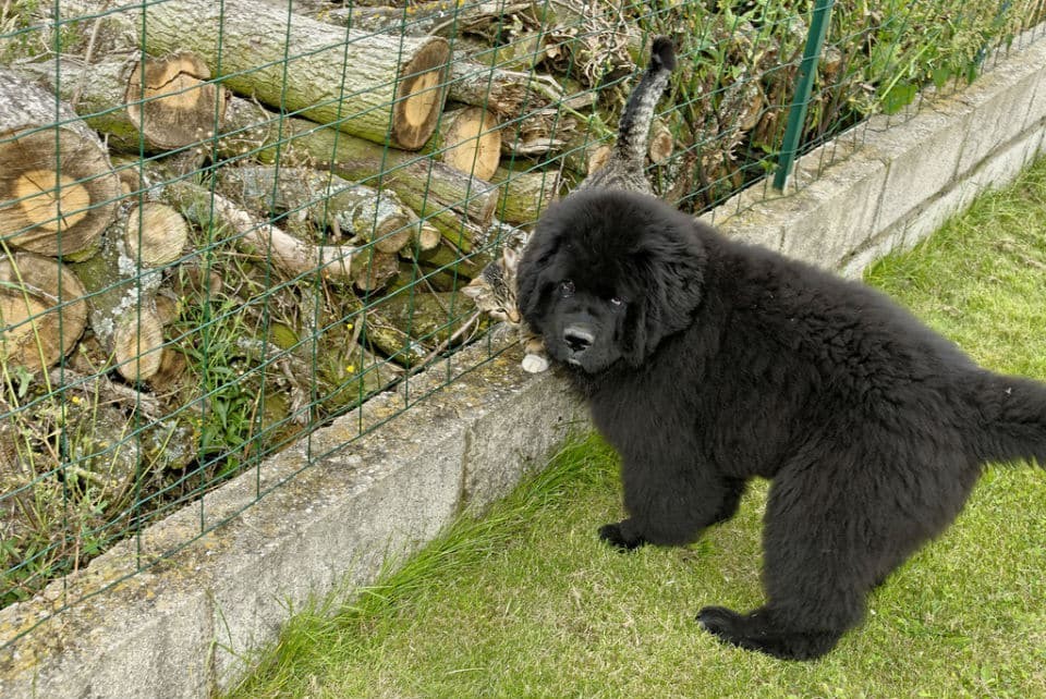 Newfoundland 