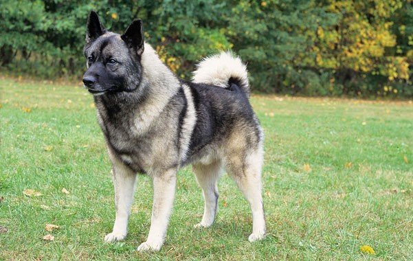 Norwegian Elkhound 