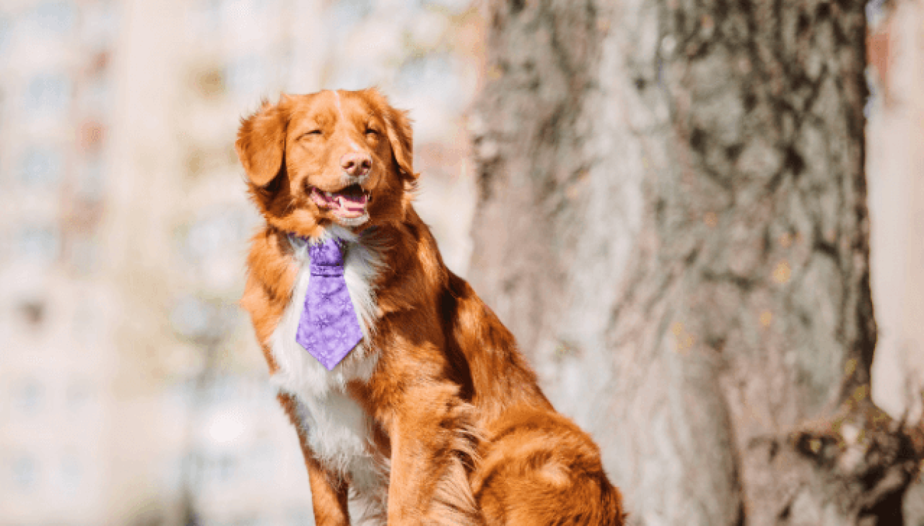 Nova Scotia Duck Tolling Retriever 