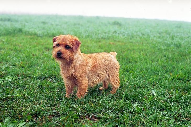 Norfolk Terrier 