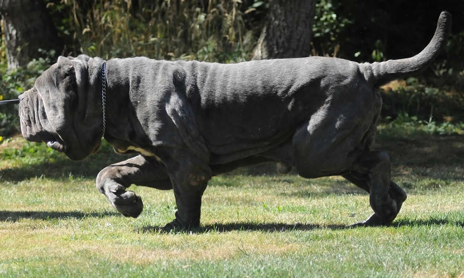 Neapolitan Mastiff 