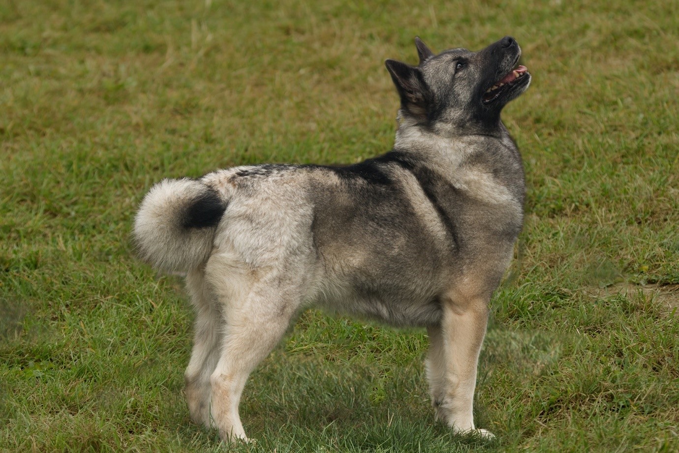 Norwegian Buhund 