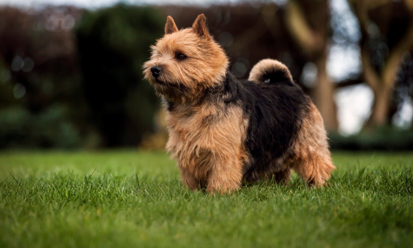 Norwich Terrier 