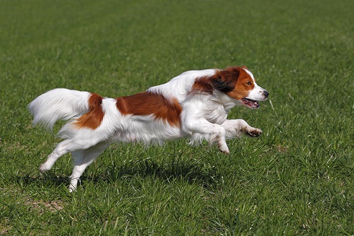 Nederlandse Kooikerhondje 