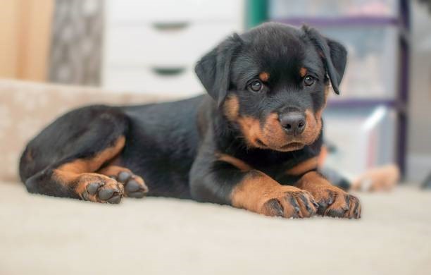 lifetime cost of owning a Rottweiler