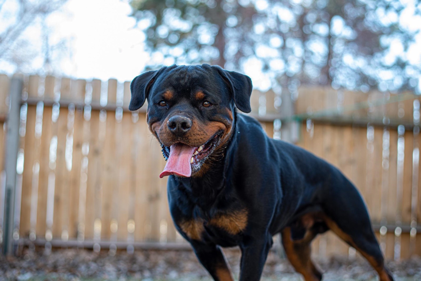 The Rewards of Rottweiler Ownership 