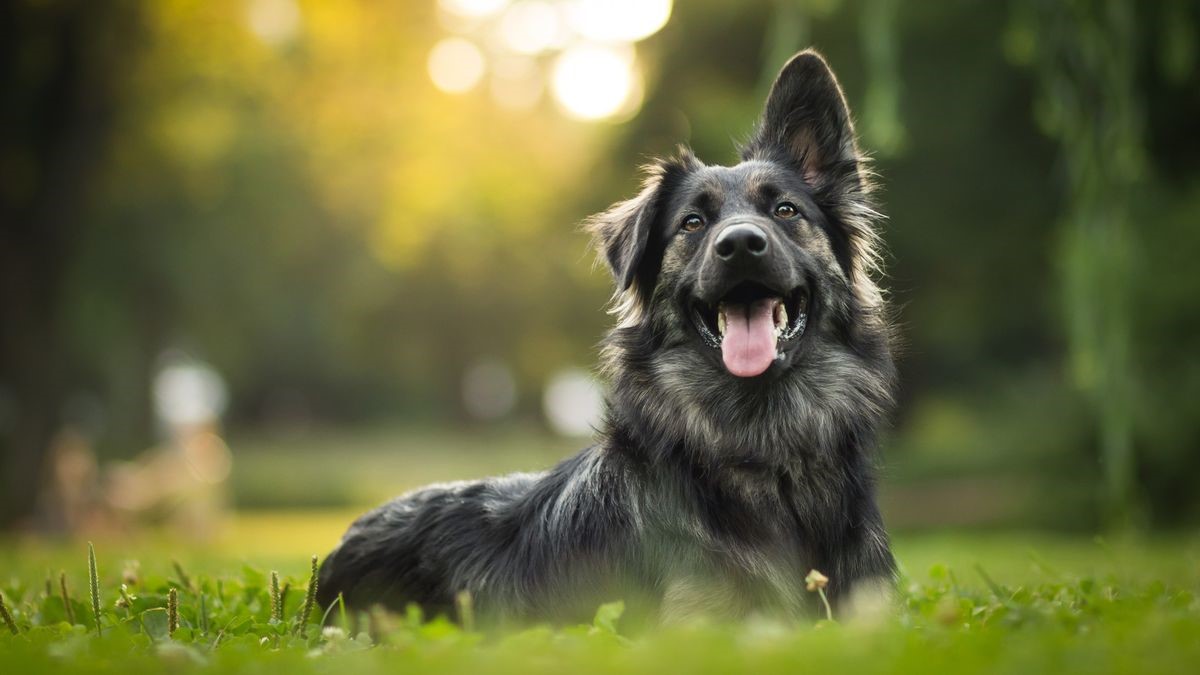 Chronic stress can negatively affect your dog's gut health