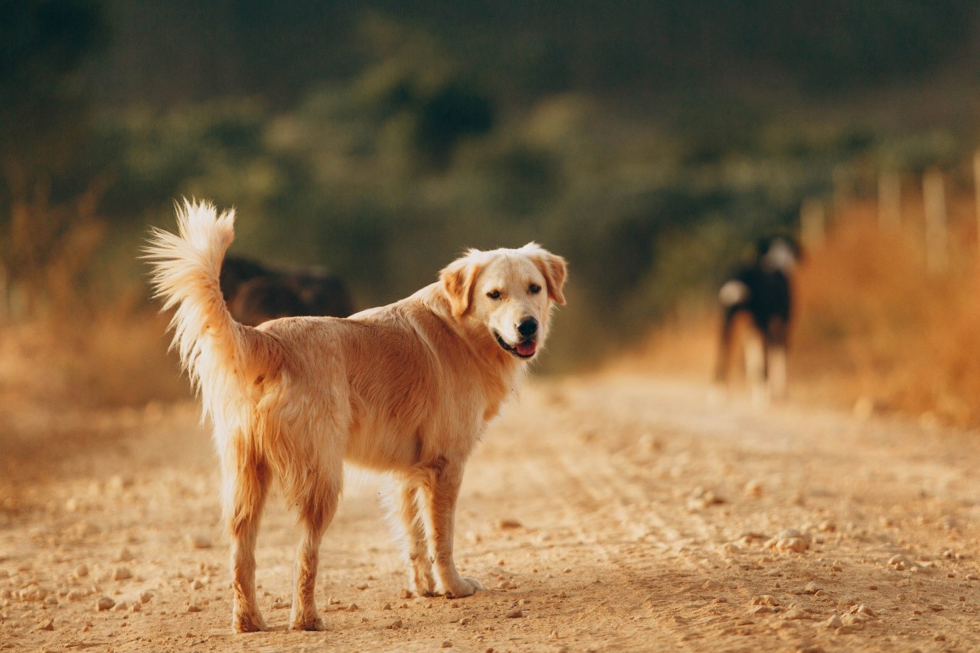 Schedule regular check-ups with your veterinarian