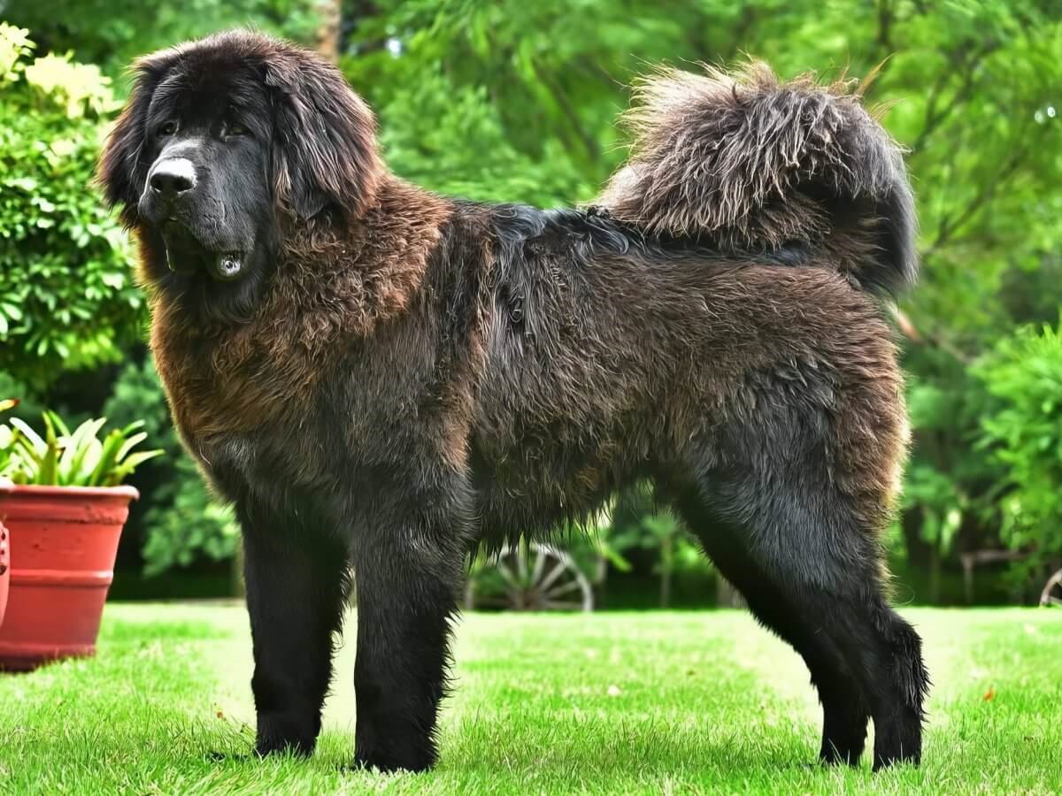 Tibetan Mastiff 