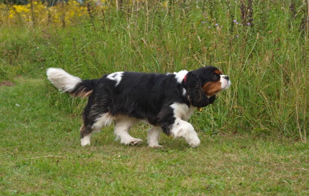 Cavalier King Charles Spaniel 