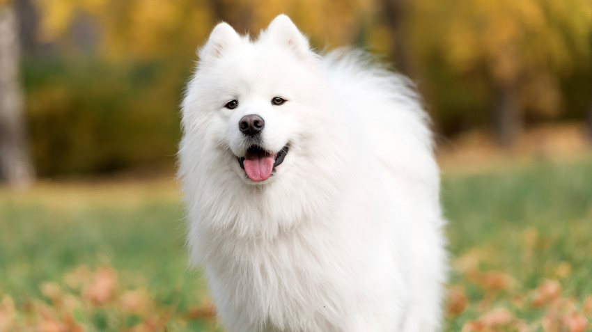 Samoyed 