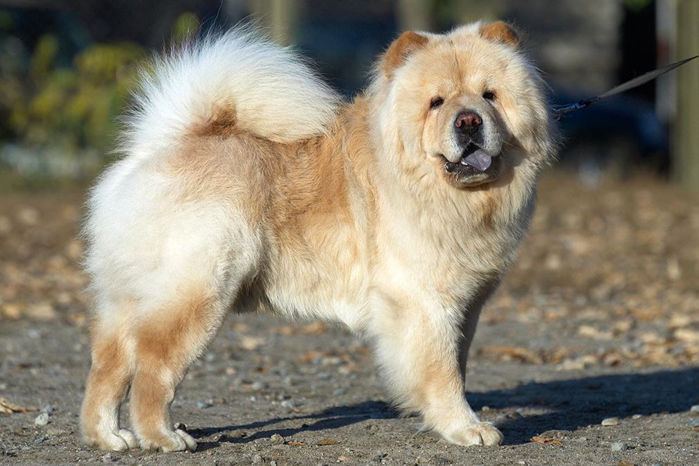 Chow Chow 