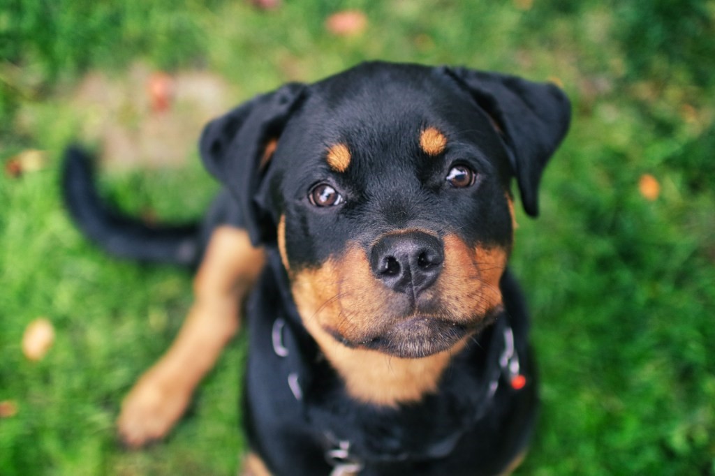 Rottweiler 