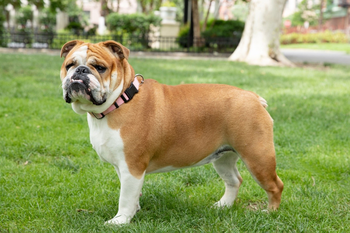 English Bulldog 