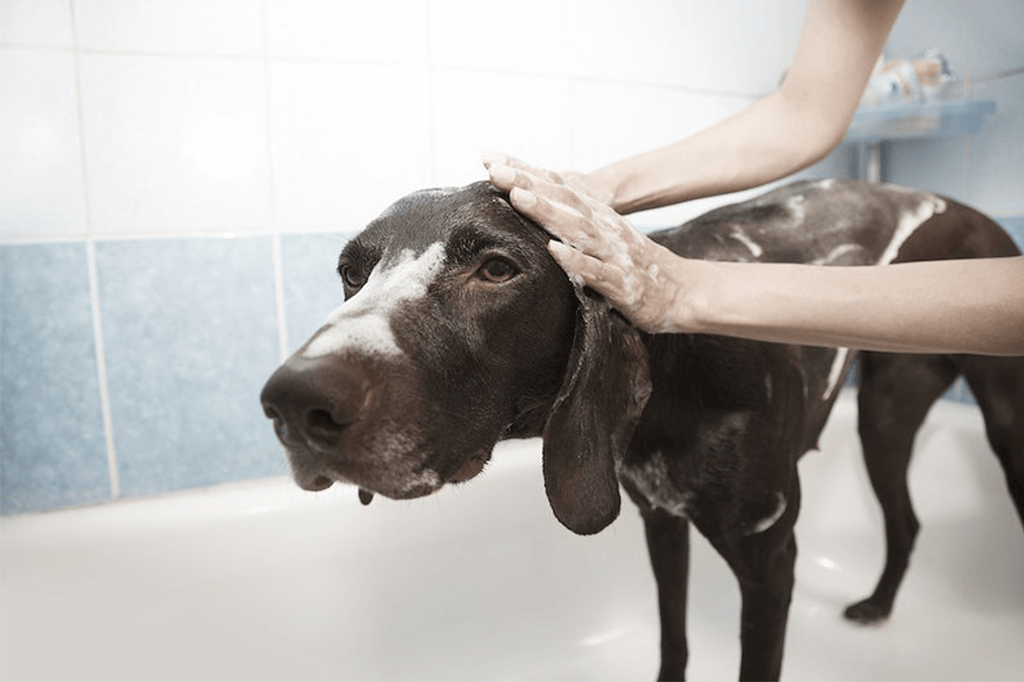 Dog. Bathing Techniques 