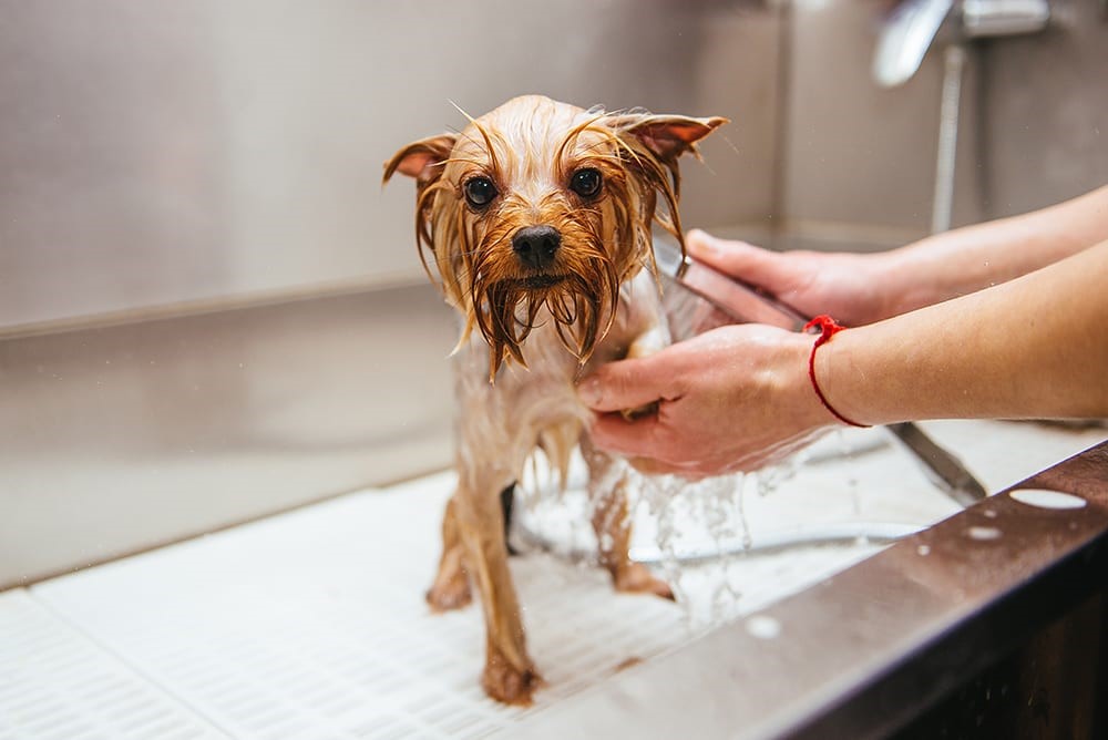 Maintaining a Regular Grooming Routine 