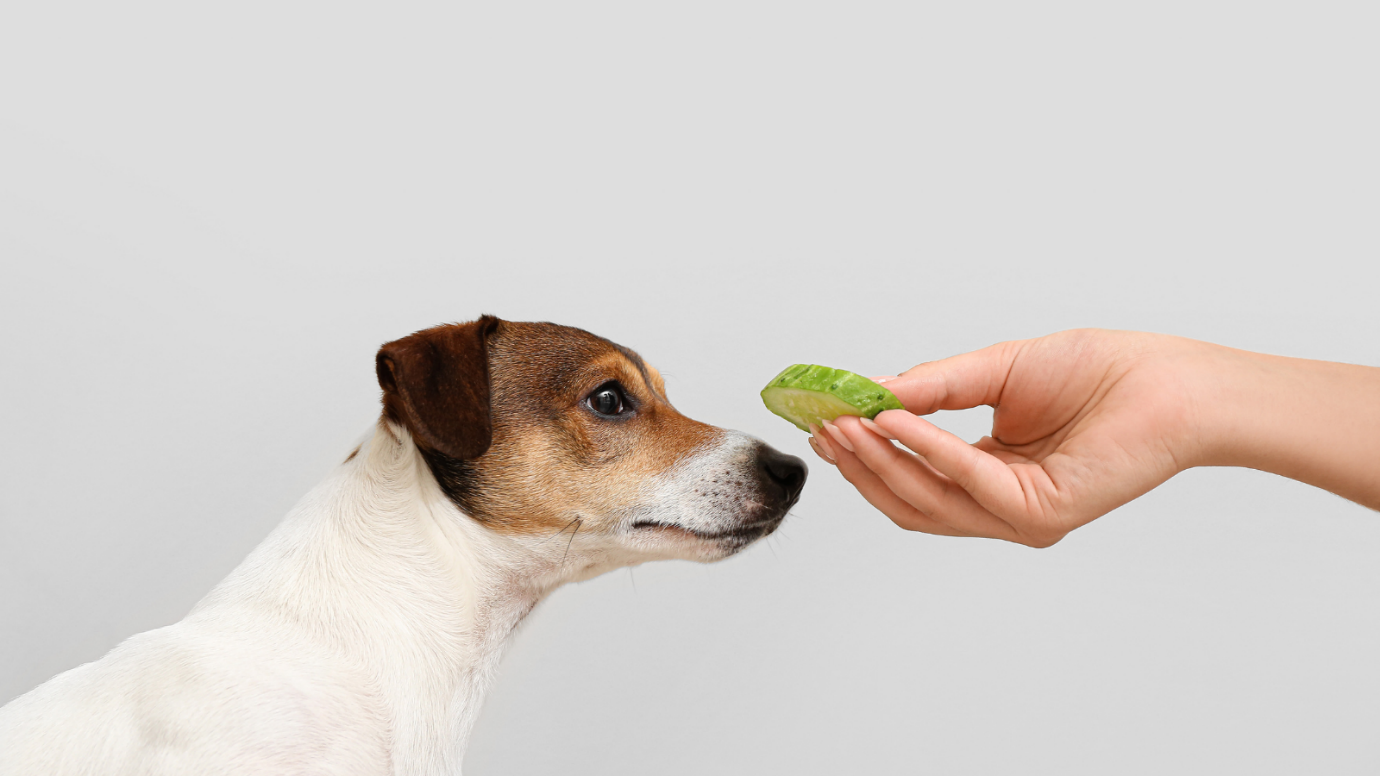 Cucumber for dog