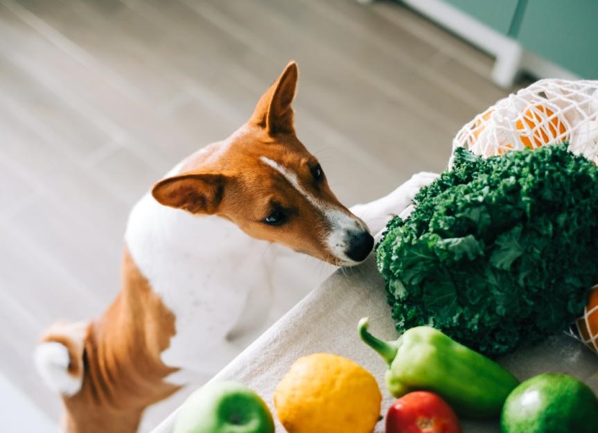 How to Introduce Vegetables to Your Dog's Diet? 