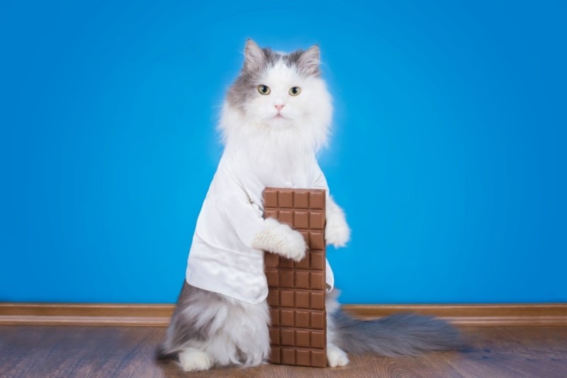 Types of Chocolate and Their Toxicity Levels  for cat