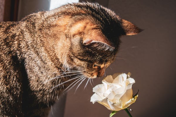 Safe Alternatives to Roses for Cat Owners 