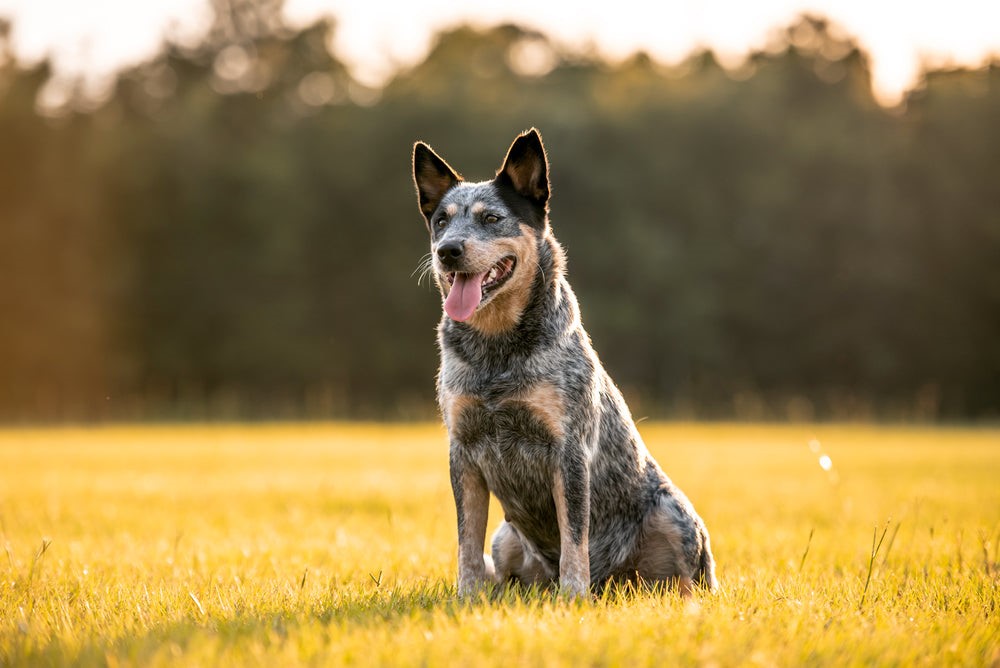 Australian Cattle Dog 