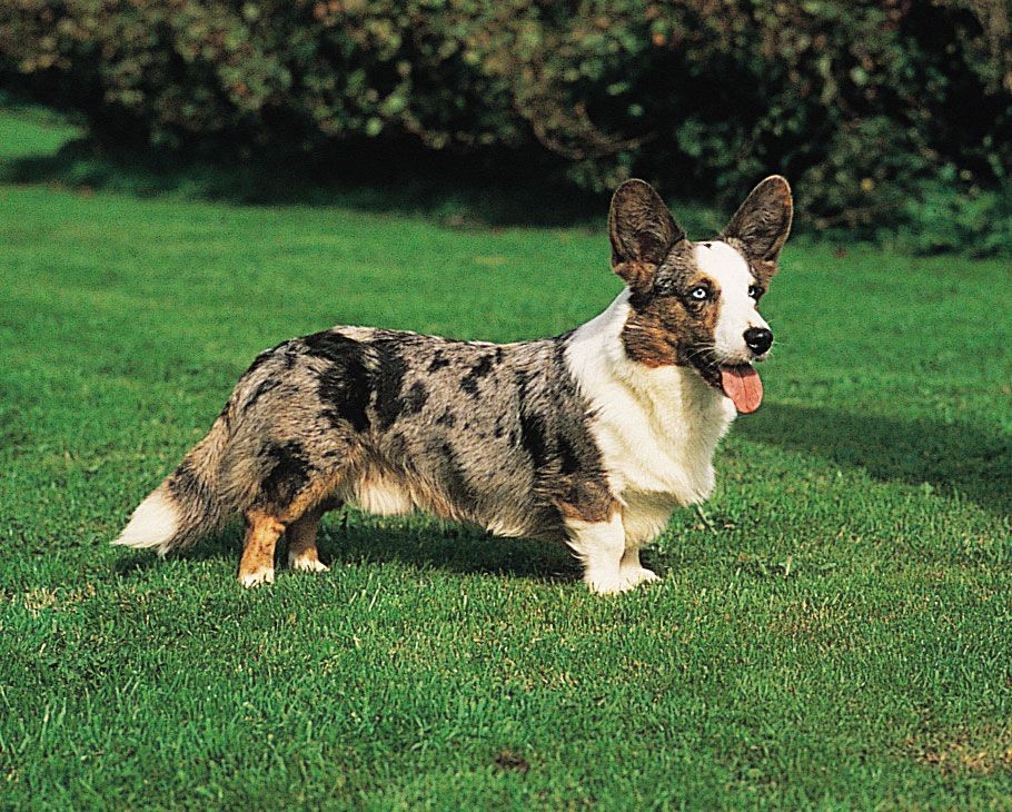 Welsh Corgi