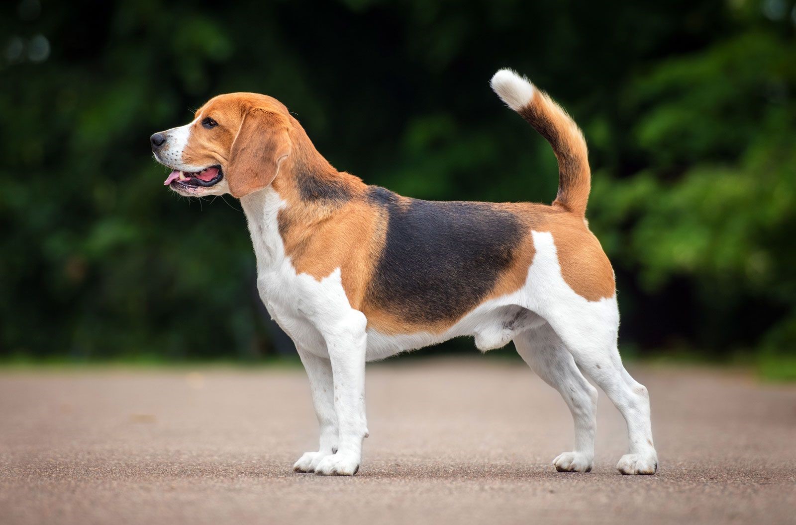 Beagle 