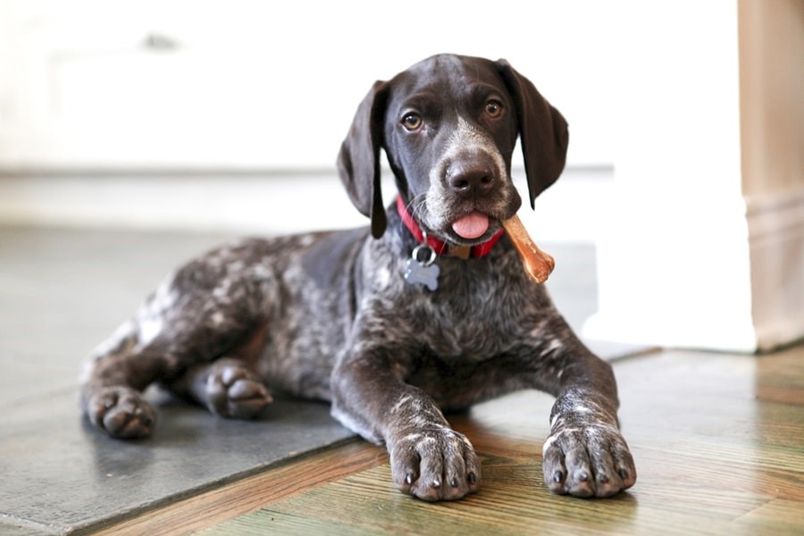 German Shorthaired Pointer 