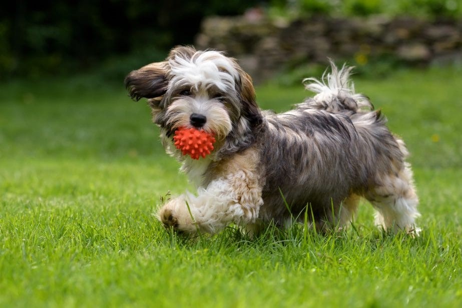 Havanese 