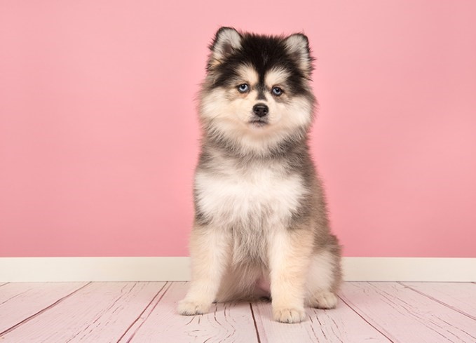 Mixed Breed Dogs 