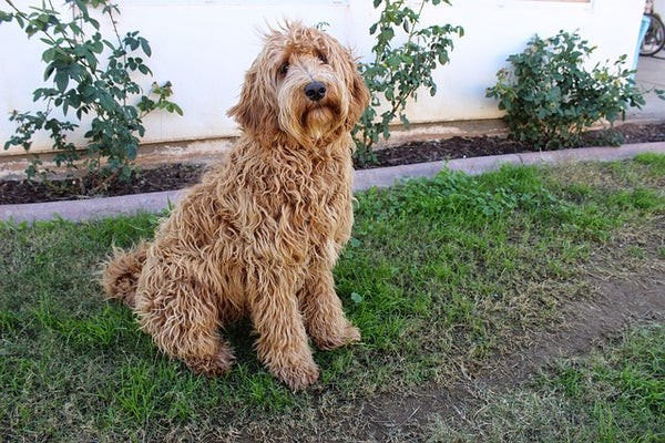 How to Manage Allergies with a Labradoodle? 