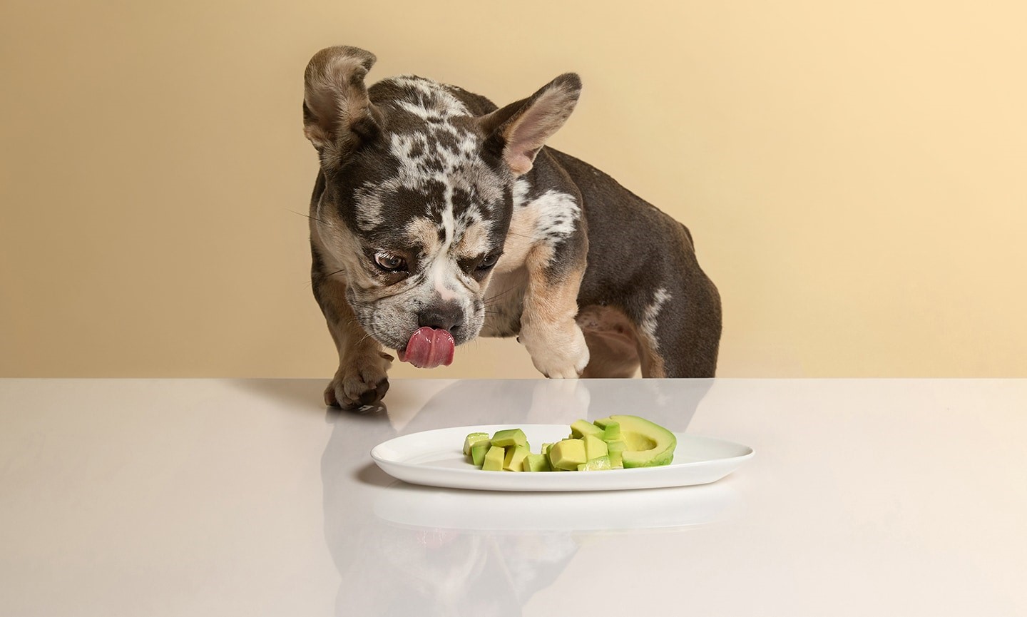 3 Alternative Ways to Use Avocado Oil for Dogs 