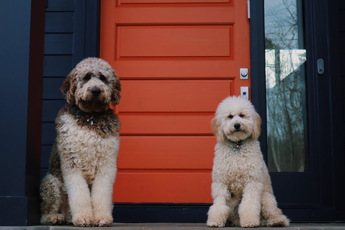 Detailed dog Training Techniques 