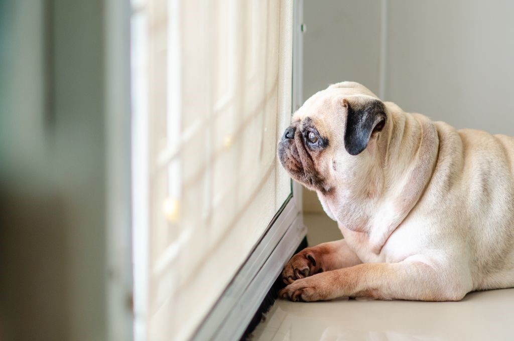 The Role of Exercise in Preventing Door Scratching in dog