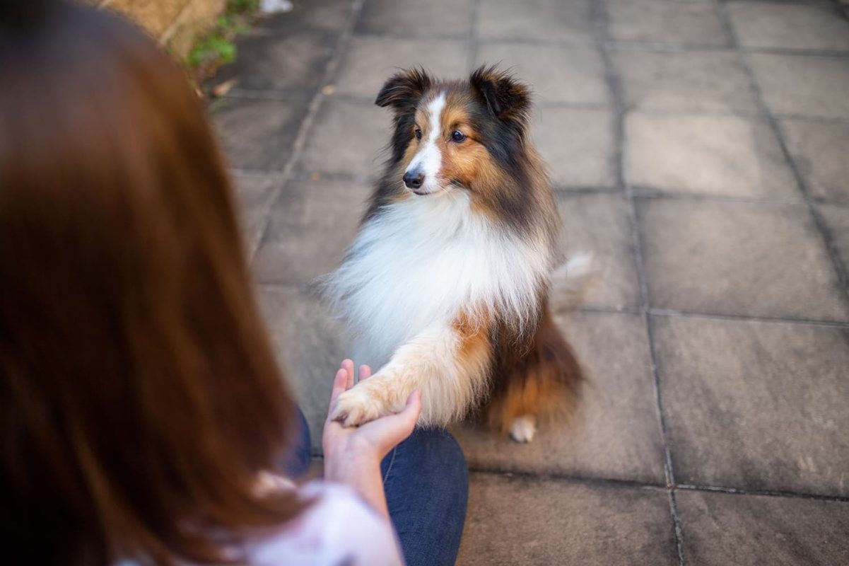 "Leave it" is a valuable command that teaches your dog