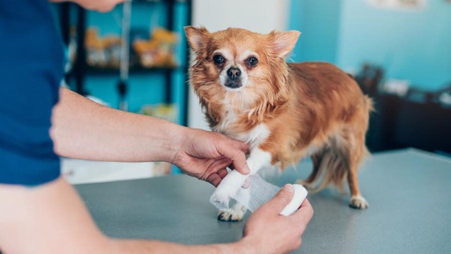 What is the Pet Insurance Coverage? 