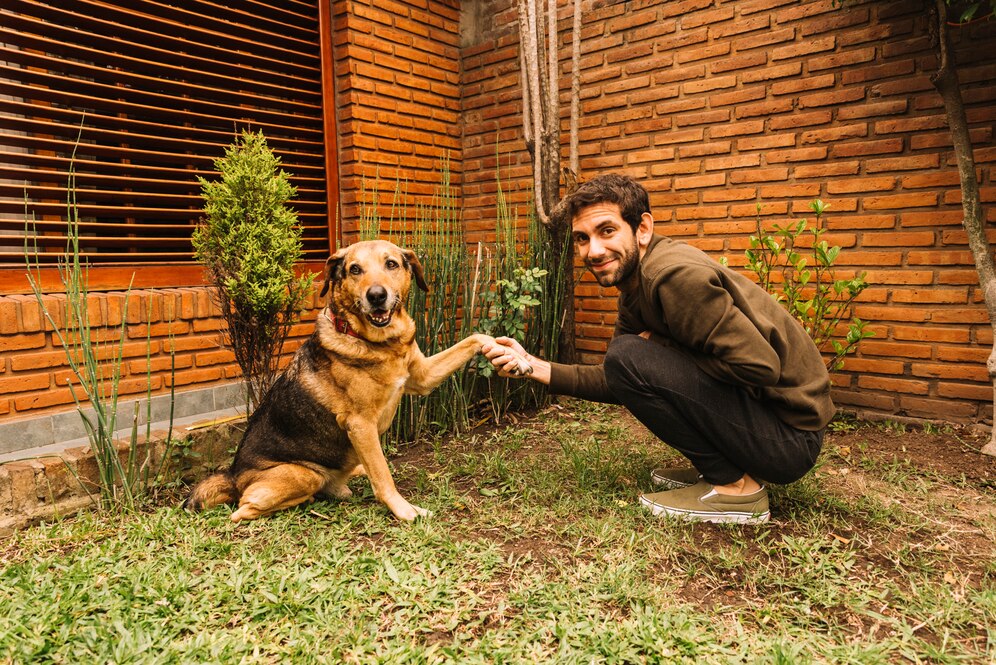 Labradors are social dogs