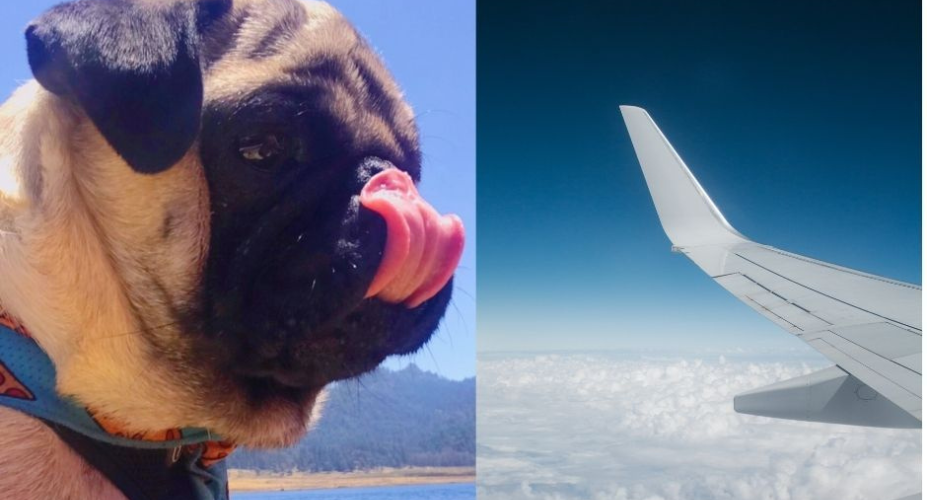 Can Pugs Fly on Planes? A Comprehensive Guide