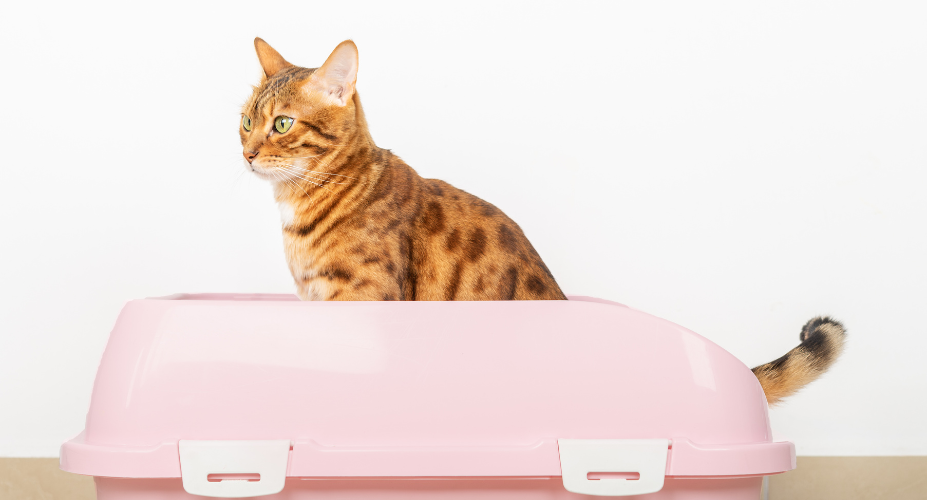 Do Bengal Cats Use Litter Box: Training Tips and Behavior Insights