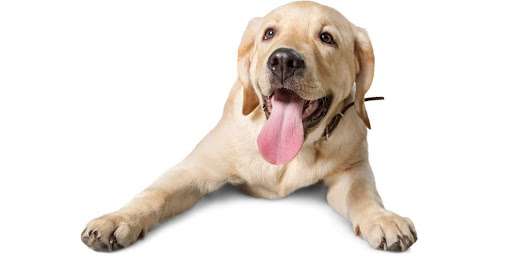 How to Help Your Labrador Retriever Live a Long and Healthy Life