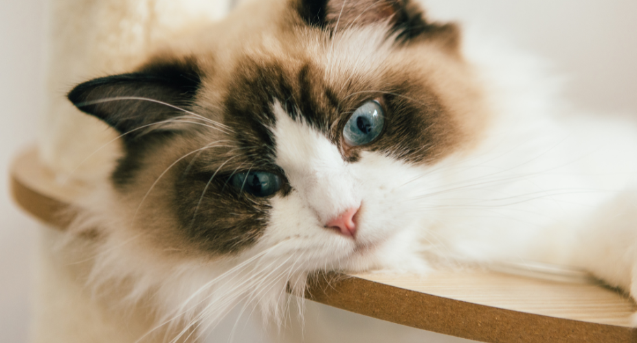 Why Ragdoll Cats Are Called Ragdolls: The Floppy Phenomenon