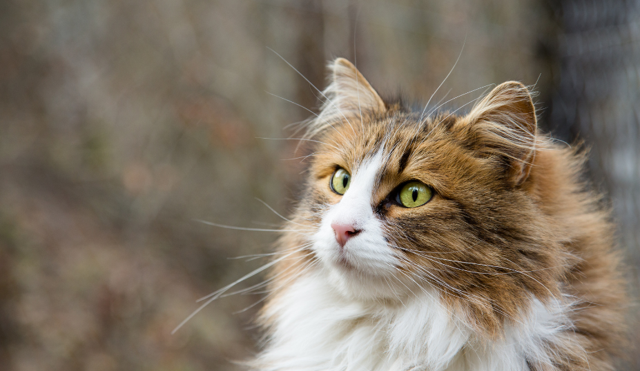 Norwegian Forest Cat Rehoming