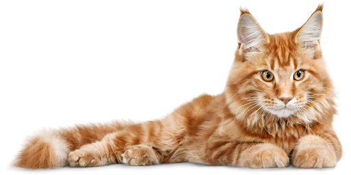 Factors Affecting Cat Growth