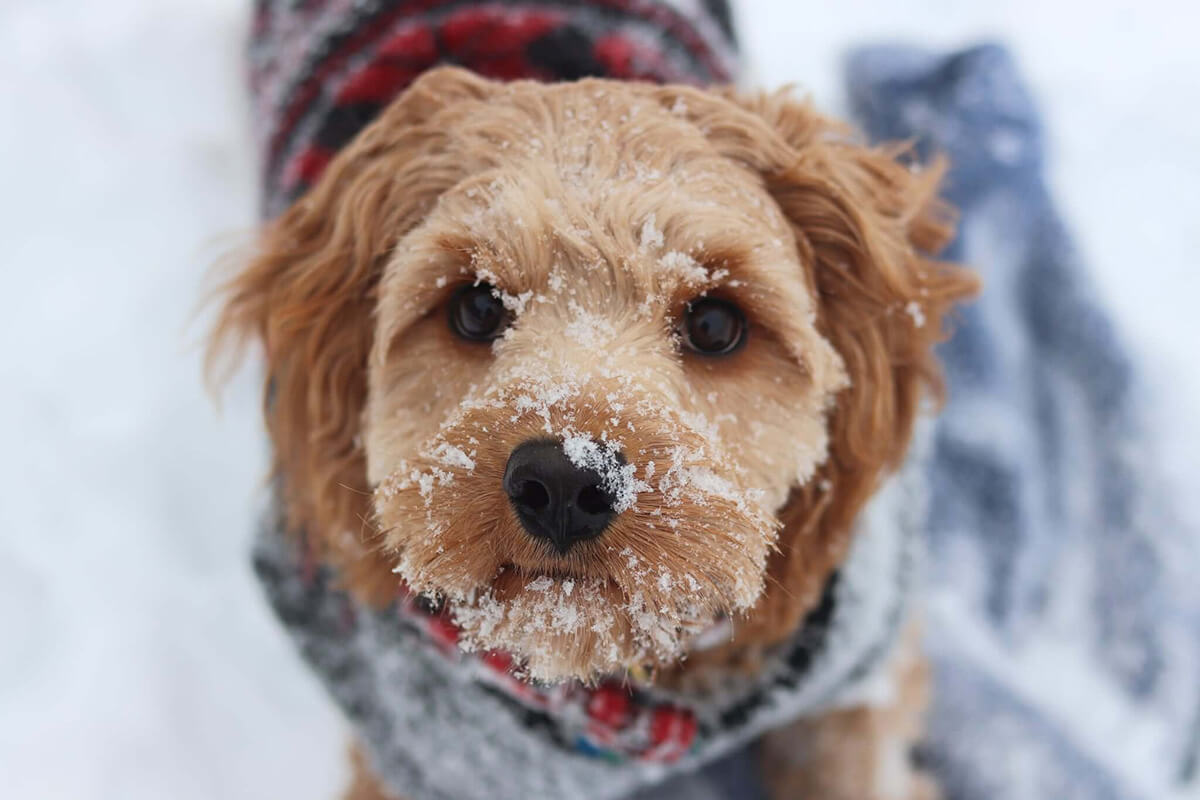 protect your pets in winter